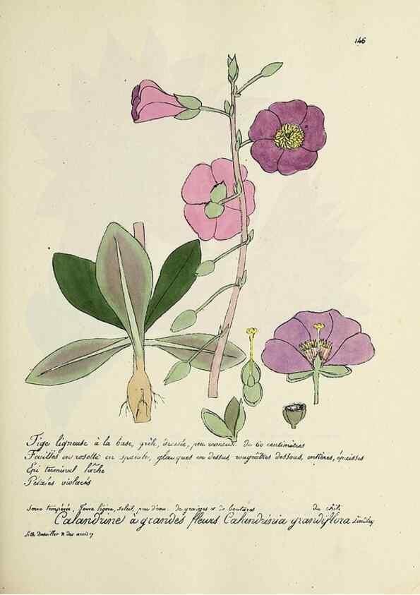 Reproducción/Reproduction 49500832643: Flore universelle. Saint-Denis :Au Bureau et chez Meilhac :[1848]-[1849]. 