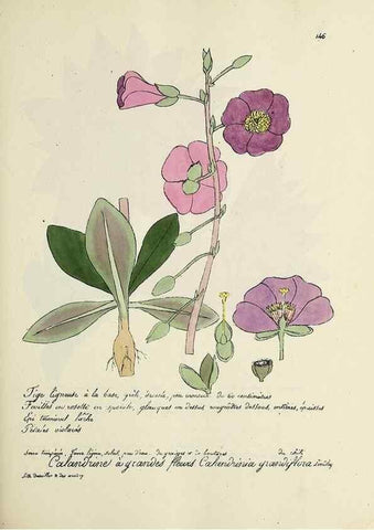 Reproducción/Reproduction 49500832643: Flore universelle. Saint-Denis :Au Bureau et chez Meilhac :[1848]-[1849]. 
