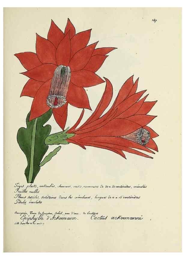 Reproducción/Reproduction 49501337256: Flore universelle. Saint-Denis :Au Bureau et chez Meilhac :[1848]-[1849]. 