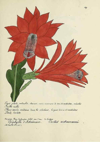 Reproducción/Reproduction 49501337256: Flore universelle. Saint-Denis :Au Bureau et chez Meilhac :[1848]-[1849]. 
