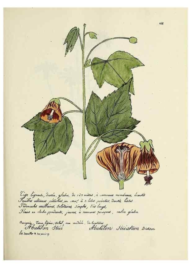 Reproducción/Reproduction 49501560847: Flore universelle. Saint-Denis :Au Bureau et chez Meilhac :[1848]-[1849]. 