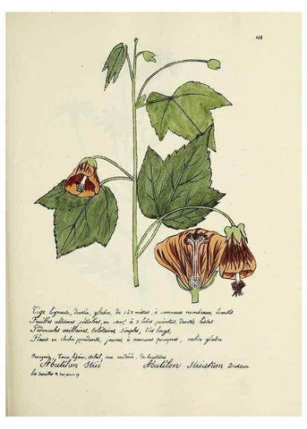 Reproducción/Reproduction 49501560847: Flore universelle. Saint-Denis :Au Bureau et chez Meilhac :[1848]-[1849]. 