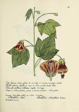 Reproducción/Reproduction 49501560847: Flore universelle. Saint-Denis :Au Bureau et chez Meilhac :[1848]-[1849]. 