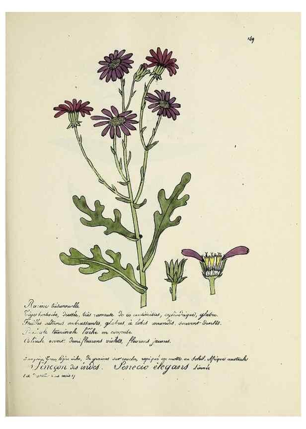 Reproducción/Reproduction 49501337856: Flore universelle. Saint-Denis :Au Bureau et chez Meilhac :[1848]-[1849]. 