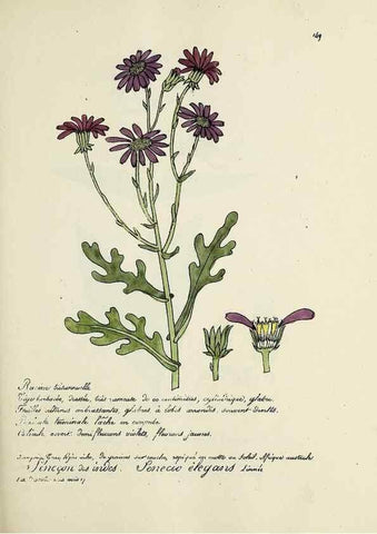 Reproducción/Reproduction 49501337856: Flore universelle. Saint-Denis :Au Bureau et chez Meilhac :[1848]-[1849]. 