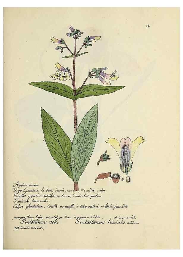 Reproducción/Reproduction 49501561317: Flore universelle. Saint-Denis :Au Bureau et chez Meilhac :[1848]-[1849]. 