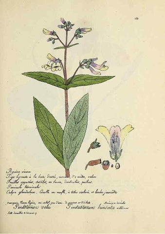 Reproducción/Reproduction 49501561317: Flore universelle. Saint-Denis :Au Bureau et chez Meilhac :[1848]-[1849]. 