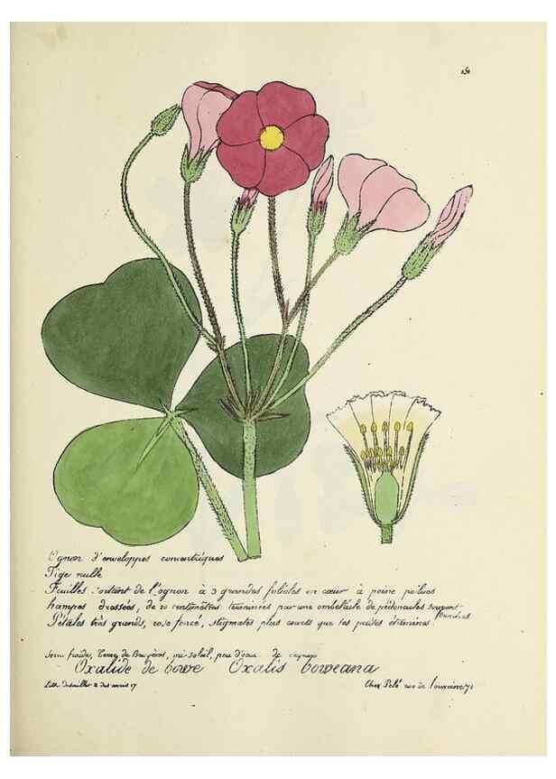 Reproducción/Reproduction 49501561662: Flore universelle. Saint-Denis :Au Bureau et chez Meilhac :[1848]-[1849]. 