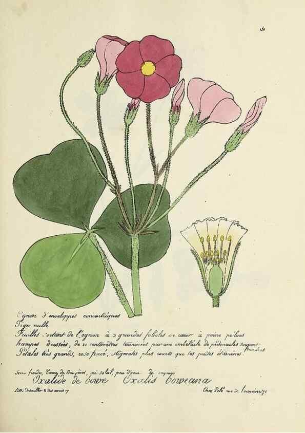 Reproducción/Reproduction 49501561662: Flore universelle. Saint-Denis :Au Bureau et chez Meilhac :[1848]-[1849]. 