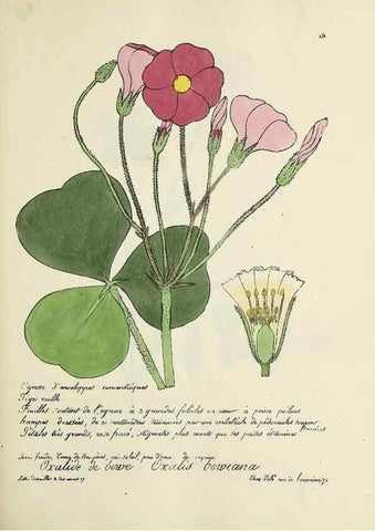 Reproducción/Reproduction 49501561662: Flore universelle. Saint-Denis :Au Bureau et chez Meilhac :[1848]-[1849]. 
