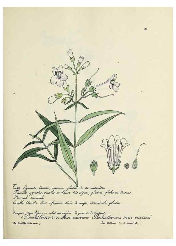 Reproducción/Reproduction 49501570542: Flore universelle. Saint-Denis :Au Bureau et chez Meilhac :[1848]-[1849]. 