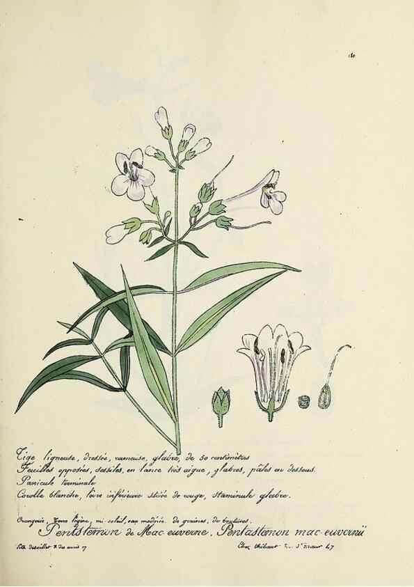 Reproducción/Reproduction 49501570542: Flore universelle. Saint-Denis :Au Bureau et chez Meilhac :[1848]-[1849]. 