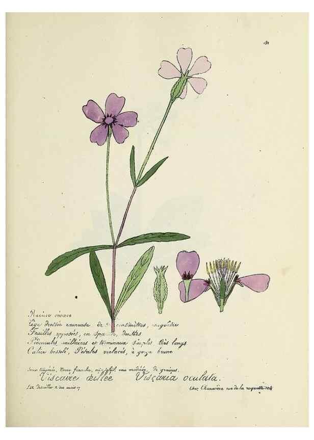 Reproducción/Reproduction 49500834103: Flore universelle. Saint-Denis :Au Bureau et chez Meilhac :[1848]-[1849]. 