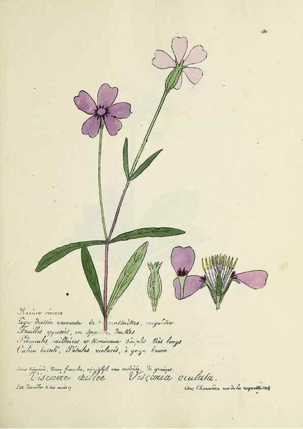 Reproducción/Reproduction 49500834103: Flore universelle. Saint-Denis :Au Bureau et chez Meilhac :[1848]-[1849]. 