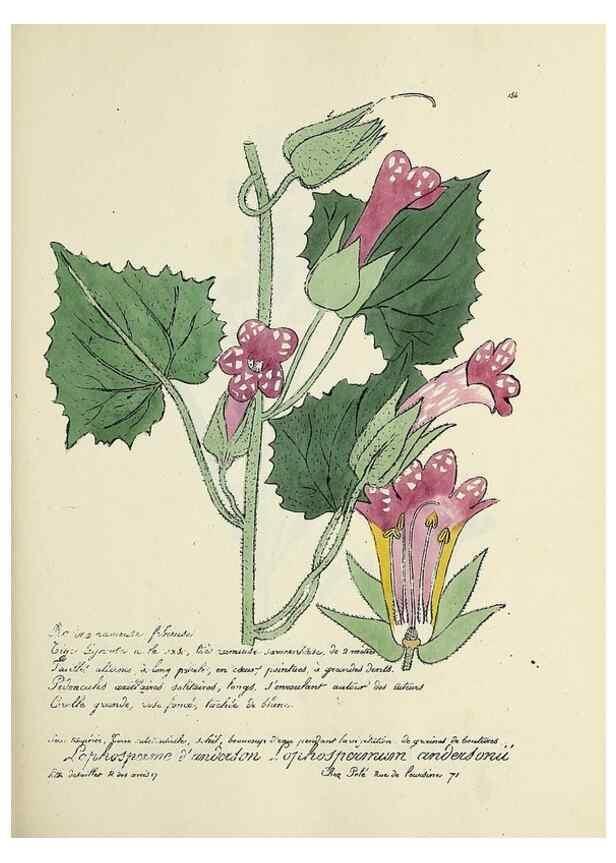 Reproducción/Reproduction 49500834613: Flore universelle. Saint-Denis :Au Bureau et chez Meilhac :[1848]-[1849]. 