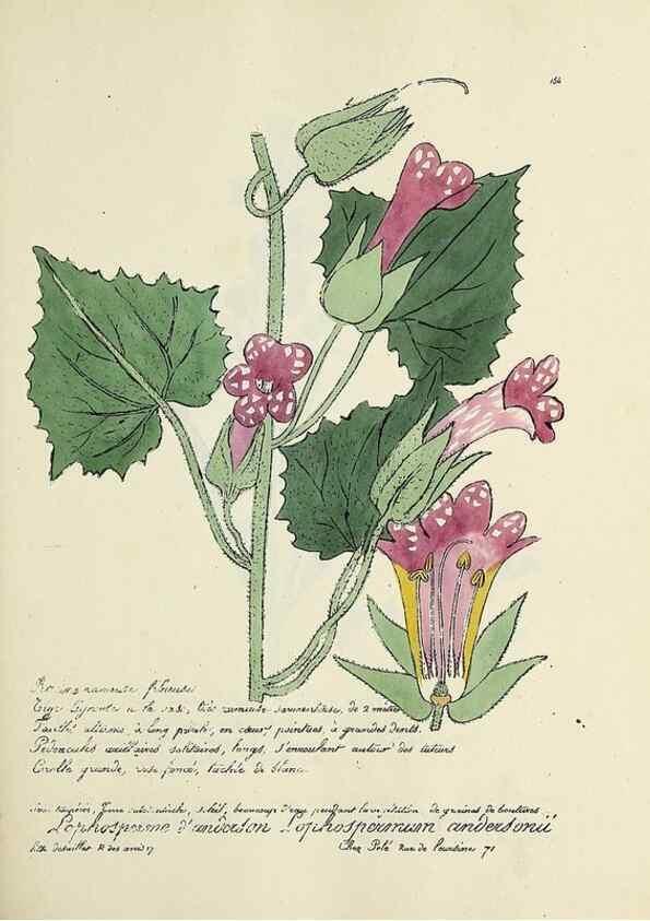 Reproducción/Reproduction 49500834613: Flore universelle. Saint-Denis :Au Bureau et chez Meilhac :[1848]-[1849]. 