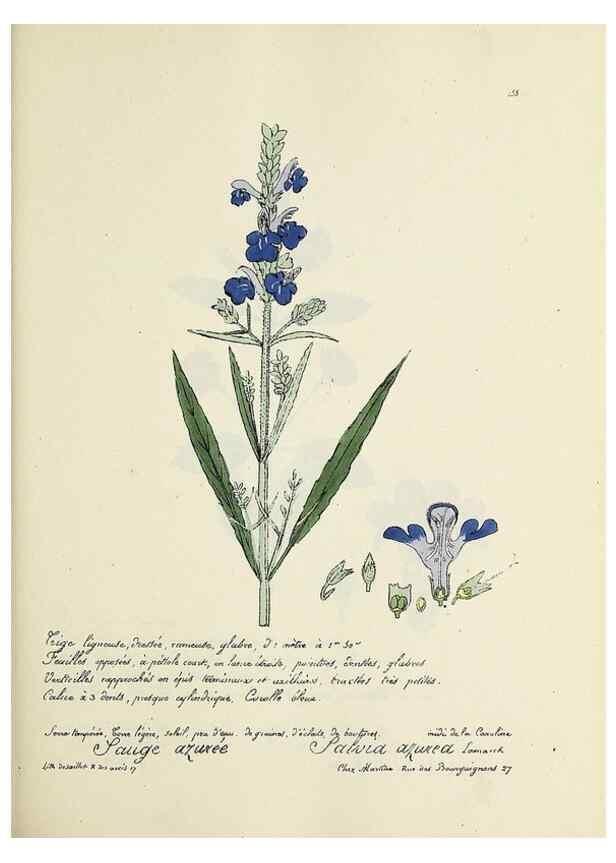 Reproducción/Reproduction 49501339286: Flore universelle. Saint-Denis :Au Bureau et chez Meilhac :[1848]-[1849]. 