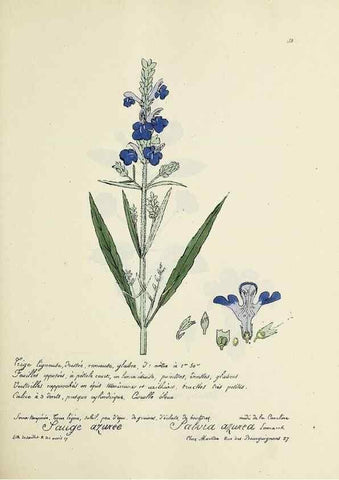 Reproducción/Reproduction 49501339286: Flore universelle. Saint-Denis :Au Bureau et chez Meilhac :[1848]-[1849]. 