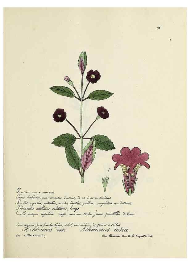 Reproducción/Reproduction 49500835138: Flore universelle. Saint-Denis :Au Bureau et chez Meilhac :[1848]-[1849]. 
