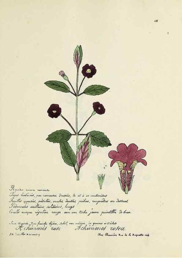 Reproducción/Reproduction 49500835138: Flore universelle. Saint-Denis :Au Bureau et chez Meilhac :[1848]-[1849]. 