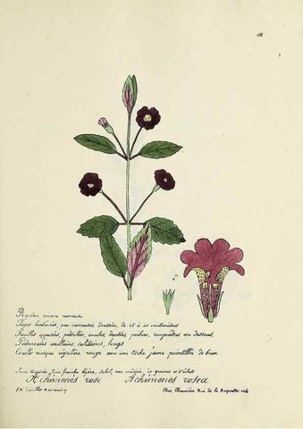Reproducción/Reproduction 49500835138: Flore universelle. Saint-Denis :Au Bureau et chez Meilhac :[1848]-[1849]. 