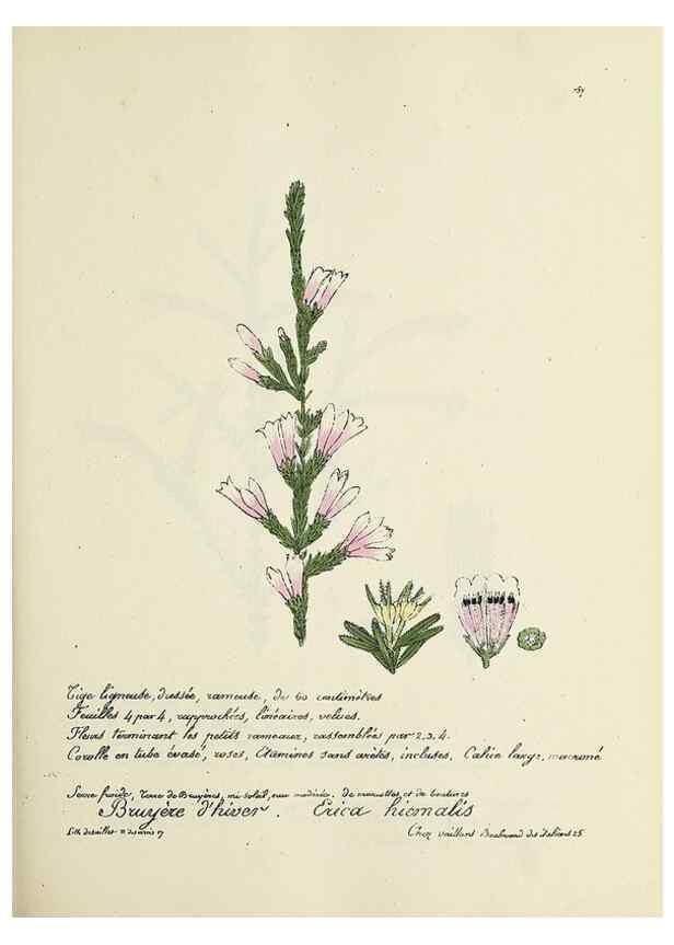Reproducción/Reproduction 49501563292: Flore universelle. Saint-Denis :Au Bureau et chez Meilhac :[1848]-[1849]. 