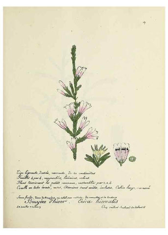 Reproducción/Reproduction 49501563292: Flore universelle. Saint-Denis :Au Bureau et chez Meilhac :[1848]-[1849]. 