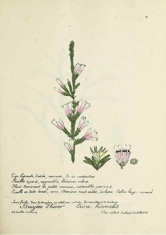 Reproducción/Reproduction 49501563292: Flore universelle. Saint-Denis :Au Bureau et chez Meilhac :[1848]-[1849]. 