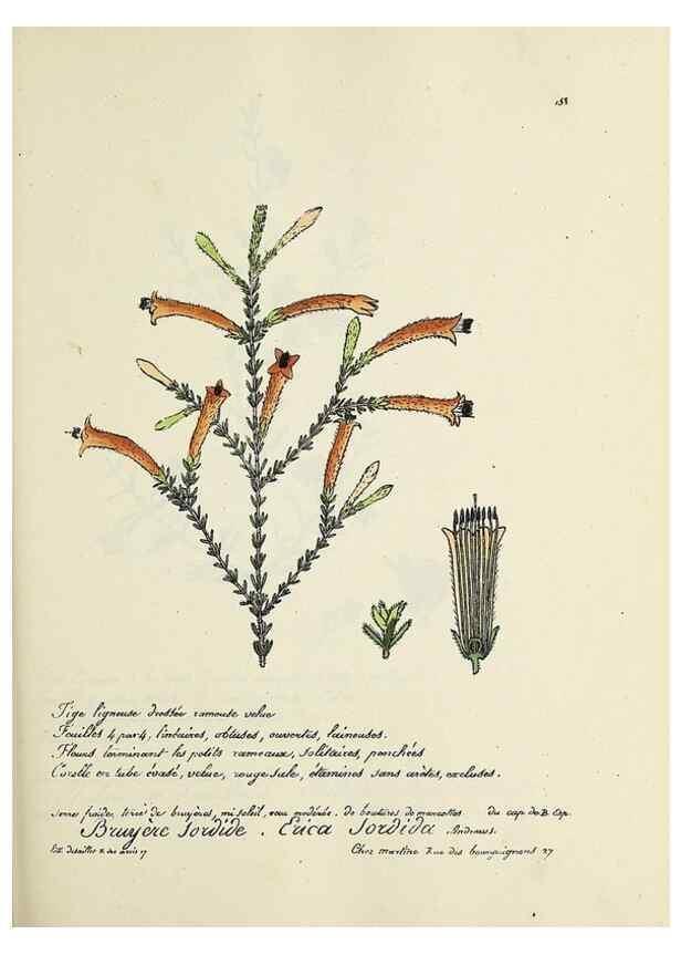 Reproducción/Reproduction 49500835568: Flore universelle. Saint-Denis :Au Bureau et chez Meilhac :[1848]-[1849]. 