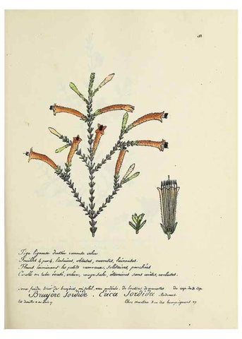Reproducción/Reproduction 49500835568: Flore universelle. Saint-Denis :Au Bureau et chez Meilhac :[1848]-[1849]. 
