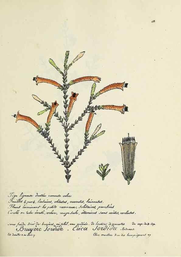 Reproducción/Reproduction 49500835568: Flore universelle. Saint-Denis :Au Bureau et chez Meilhac :[1848]-[1849]. 