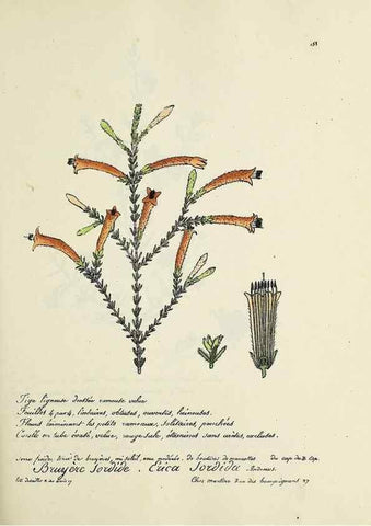 Reproducción/Reproduction 49500835568: Flore universelle. Saint-Denis :Au Bureau et chez Meilhac :[1848]-[1849]. 
