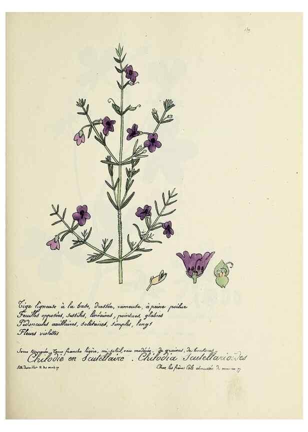 Reproducción/Reproduction 49501563802: Flore universelle. Saint-Denis :Au Bureau et chez Meilhac :[1848]-[1849]. 