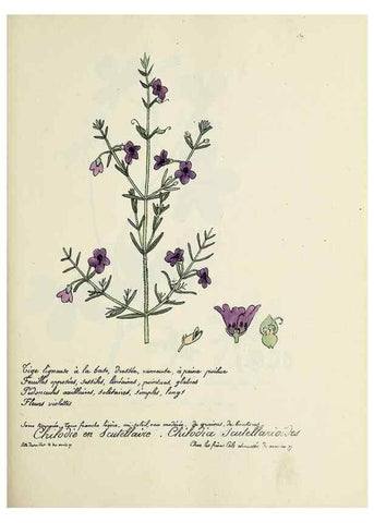 Reproducción/Reproduction 49501563802: Flore universelle. Saint-Denis :Au Bureau et chez Meilhac :[1848]-[1849]. 