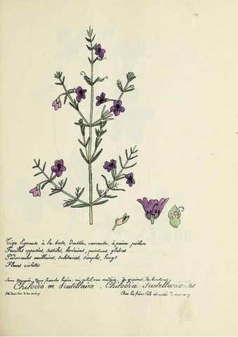 Reproducción/Reproduction 49501563802: Flore universelle. Saint-Denis :Au Bureau et chez Meilhac :[1848]-[1849]. 