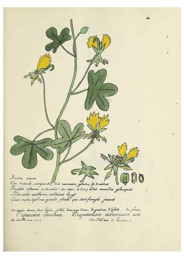 Reproducción/Reproduction 49501564017: Flore universelle. Saint-Denis :Au Bureau et chez Meilhac :[1848]-[1849]. 