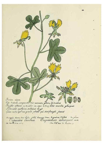 Reproducción/Reproduction 49501564017: Flore universelle. Saint-Denis :Au Bureau et chez Meilhac :[1848]-[1849]. 
