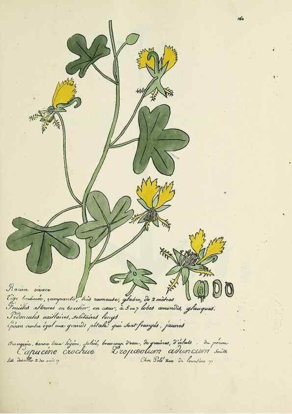 Reproducción/Reproduction 49501564017: Flore universelle. Saint-Denis :Au Bureau et chez Meilhac :[1848]-[1849]. 