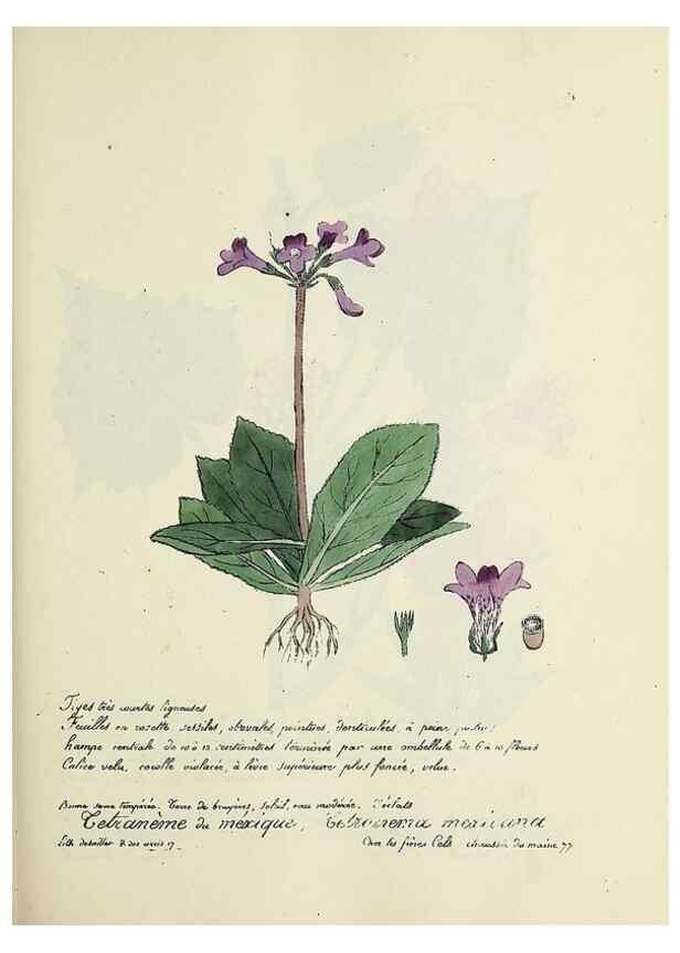 Reproducción/Reproduction 49501562212: Flore universelle. Saint-Denis :Au Bureau et chez Meilhac :[1848]-[1849]. 