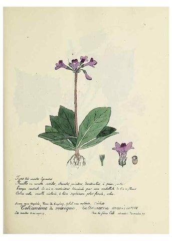 Reproducción/Reproduction 49501562212: Flore universelle. Saint-Denis :Au Bureau et chez Meilhac :[1848]-[1849]. 