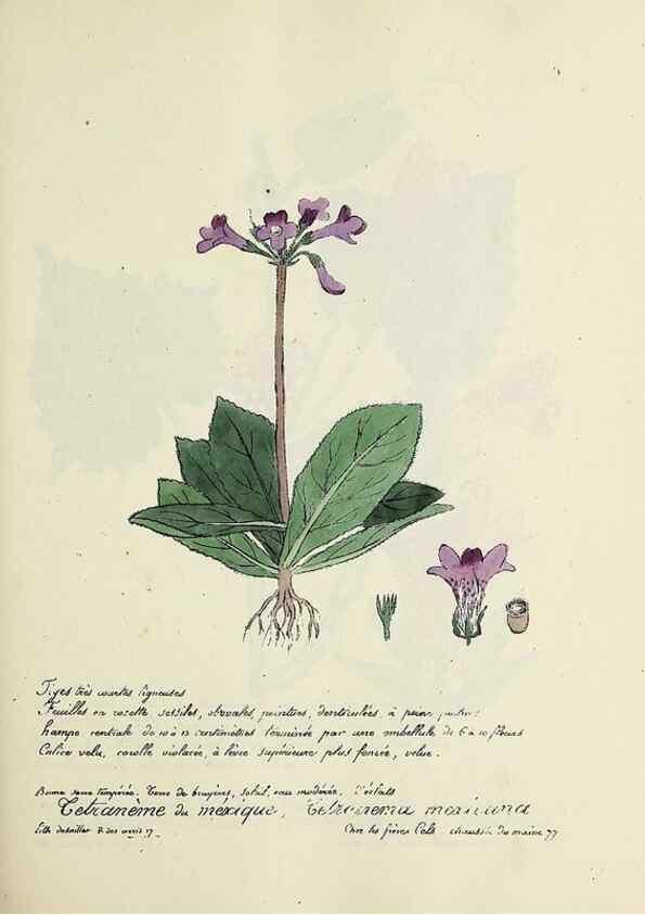 Reproducción/Reproduction 49501562212: Flore universelle. Saint-Denis :Au Bureau et chez Meilhac :[1848]-[1849]. 