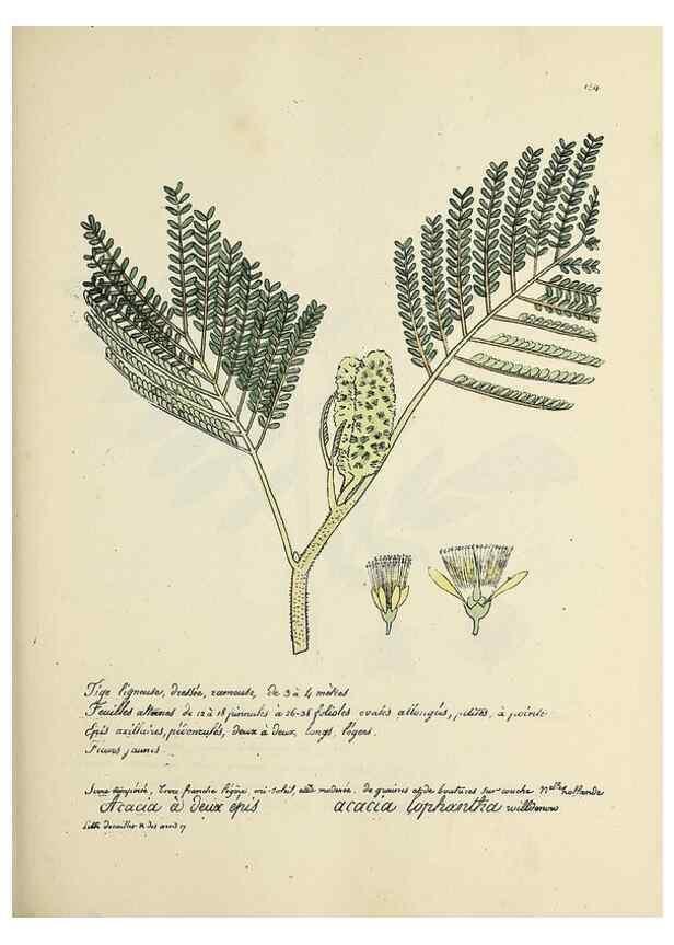 Reproducción/Reproduction 49501336461: Flore universelle. Saint-Denis :Au Bureau et chez Meilhac :[1848]-[1849]. 