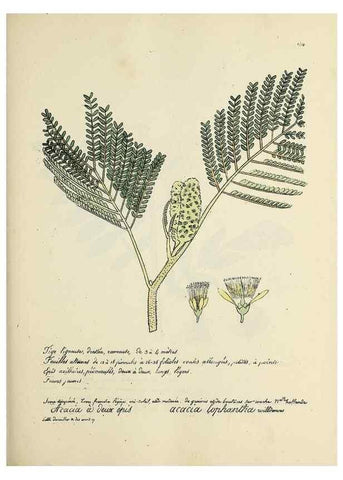 Reproducción/Reproduction 49501336461: Flore universelle. Saint-Denis :Au Bureau et chez Meilhac :[1848]-[1849]. 