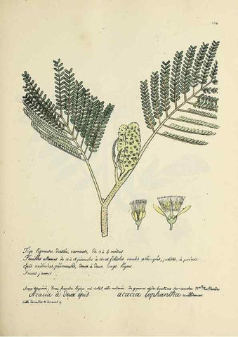 Reproducción/Reproduction 49501336461: Flore universelle. Saint-Denis :Au Bureau et chez Meilhac :[1848]-[1849]. 