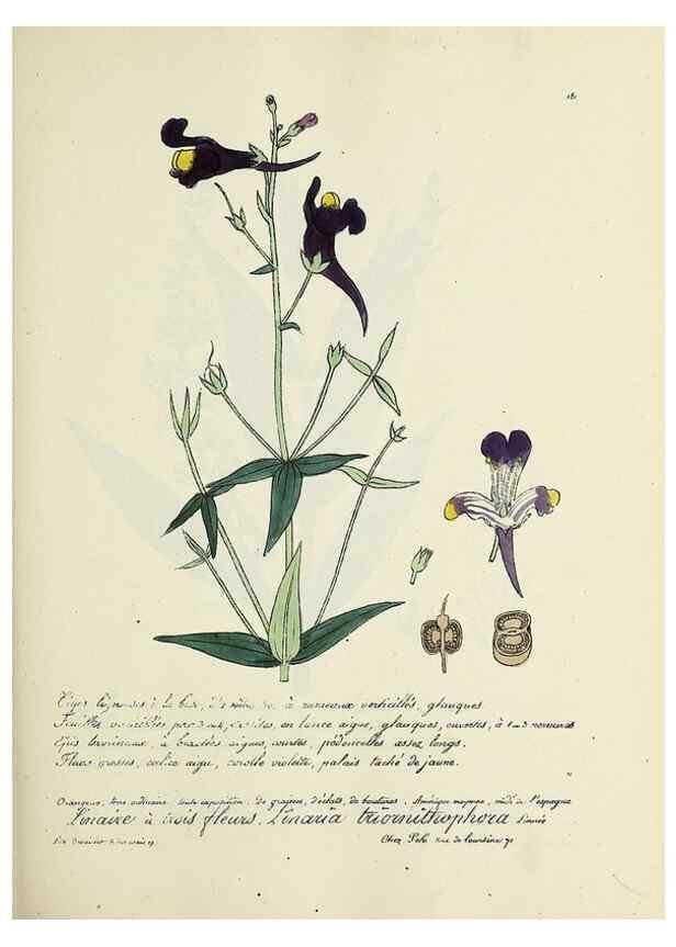 Reproducción/Reproduction 49501570862: Flore universelle. Saint-Denis :Au Bureau et chez Meilhac :[1848]-[1849]. 