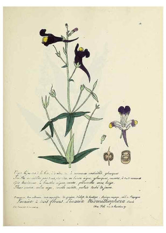 Reproducción/Reproduction 49501570862: Flore universelle. Saint-Denis :Au Bureau et chez Meilhac :[1848]-[1849]. 