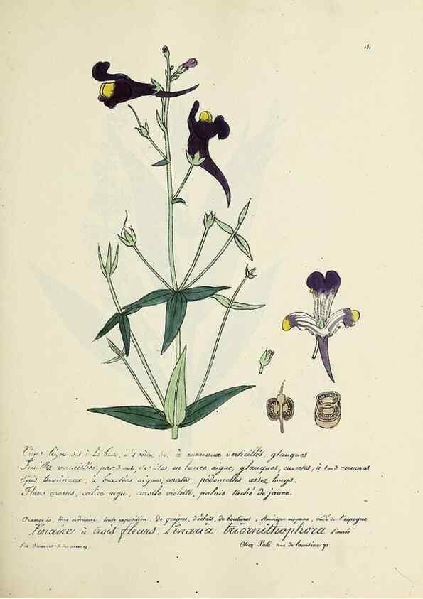 Reproducción/Reproduction 49501570862: Flore universelle. Saint-Denis :Au Bureau et chez Meilhac :[1848]-[1849]. 