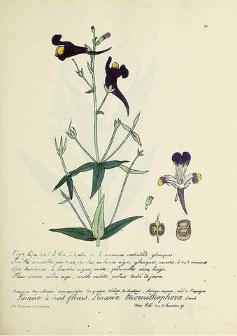 Reproducción/Reproduction 49501570862: Flore universelle. Saint-Denis :Au Bureau et chez Meilhac :[1848]-[1849]. 