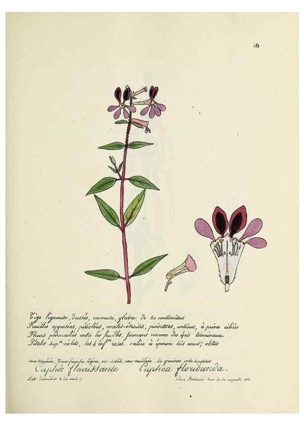 Reproducción/Reproduction 49501347626: Flore universelle. Saint-Denis :Au Bureau et chez Meilhac :[1848]-[1849]. 