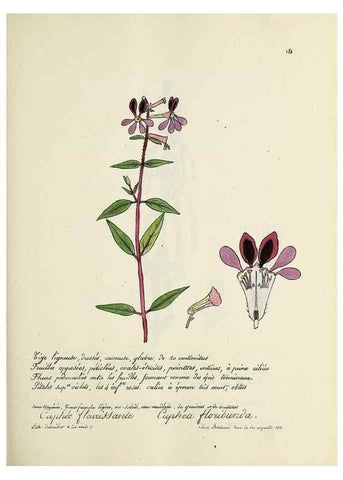 Reproducción/Reproduction 49501347626: Flore universelle. Saint-Denis :Au Bureau et chez Meilhac :[1848]-[1849]. 